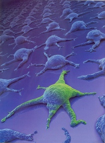 stamceller